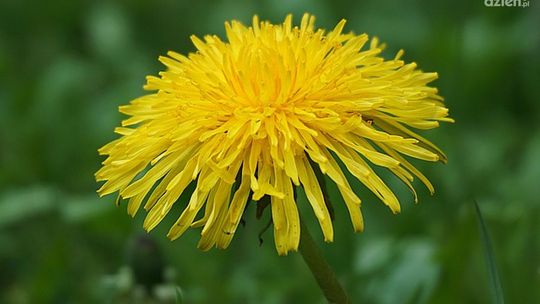 Jak rozróżnić mniszek lekarski od mlecza?