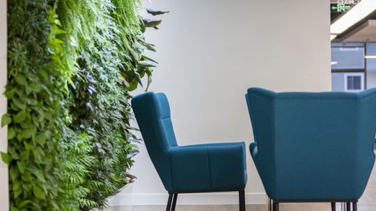 Jak wprowadzić więcej zieleni do biura i dlaczego to takie ważne?