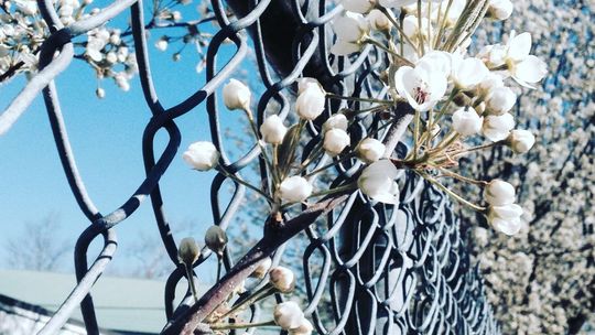 Jak wybierać słupki ogrodzeniowe?