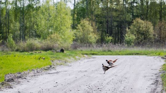 Jak wygląda trasa Co Za Jazda! Skaryszew? Zobaczcie