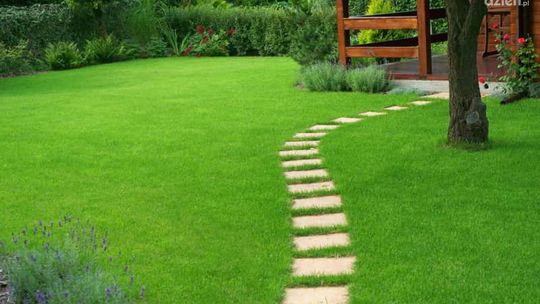 Jak zasiać trawnik od podstaw - instrukcja krok po kroku