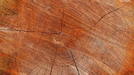 Jak zwiększyć efektywność produkcji w tartaku dzięki wielopiłom i obrzynarkom?