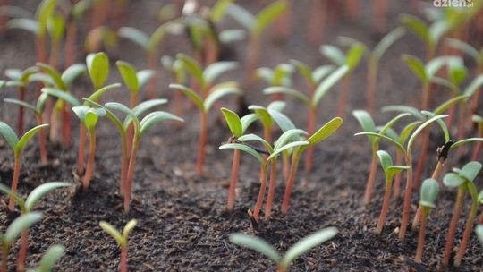 Jakie warzywa i kwiaty wysiewamy w marcu