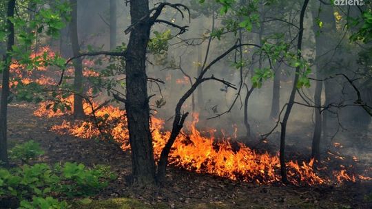 JEDLIŃSK: Pożar lasu i torfowiska