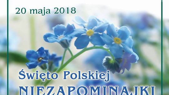 Jedlnia Letnisko. Już niebawem święto niezapominajki