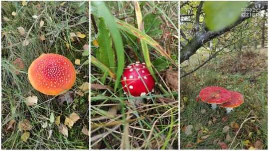 Jedzą muchomory. Głupie, nieodpowiedzialne, grozi psychozą