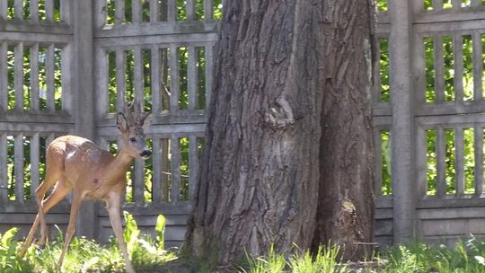 Jelonek z przychodni z powrotem w lesie.