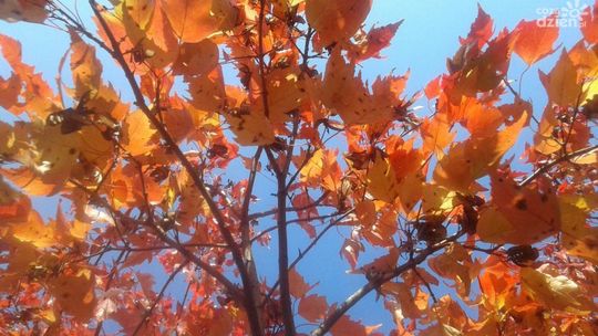 Jesienny foto spacer po Radomiu