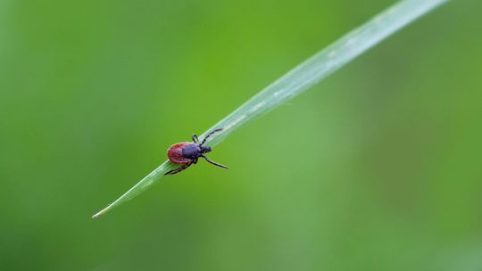 Jesienny spacer po lesie z psem: grzyby, żołędzie i kleszcze. Na co uważać, zanim pojawi się problem