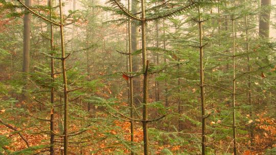 Jodła pod nadzorem