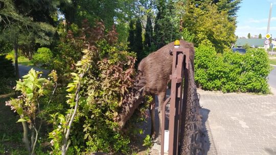 Józefów. Łoś zawisł na ogrodzeniu 