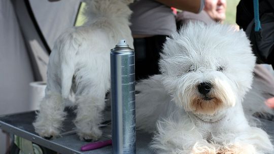 Już za nami XXVII Krajowa Wystawa Psów Rasowych