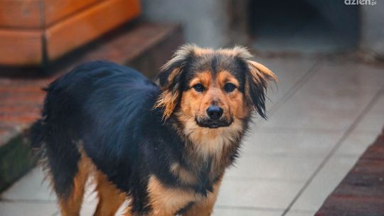 Karma jest potrzebna zawsze. Trwa zbiórka