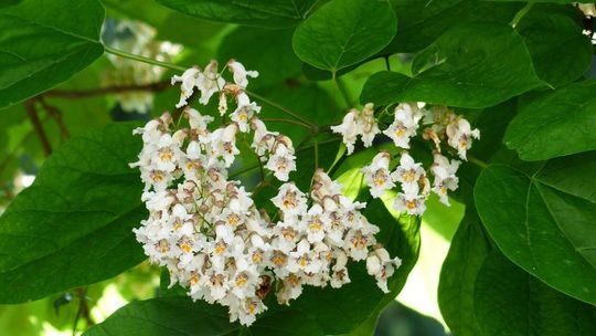 Katalpa na pniu – uprawa i pielęgnacja