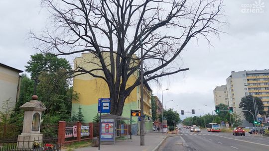 Kawałki drzewa spadają na ludzi