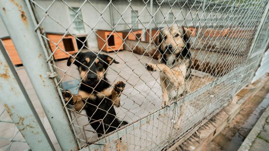 Każdy dom na wagę złota. Psiaki z radomskiego schroniska pilnie potrzebują tymczasowego lokum