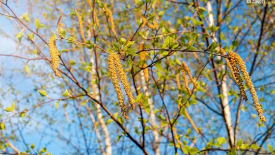 Kiedy pyli brzoza, topola i dąb? Jakie są objawy alergii na pyłki?