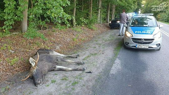 Kierowco, uważaj na dzikie zwierzęta!