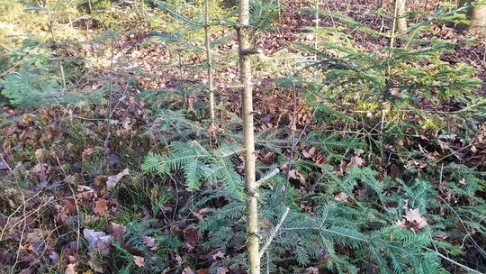  Kilkaset młodych jodeł zostało zniszczonych