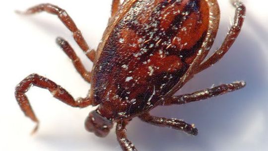 Kleszcze atakują też w Radomiu