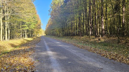 Królewski Gościniec w Puszczy Kozienickiej