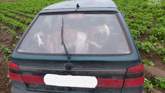 Kłusownicy zatrzymani. Mieli w samochodzie charty, które polowały na zające 