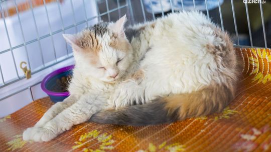 Kolejne przypadki wścieklizny