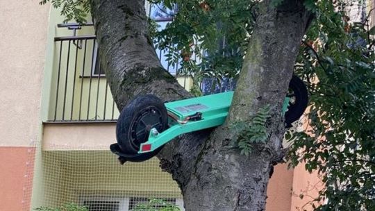 Kolejny „lagun”? Hulajnoga na drzewie