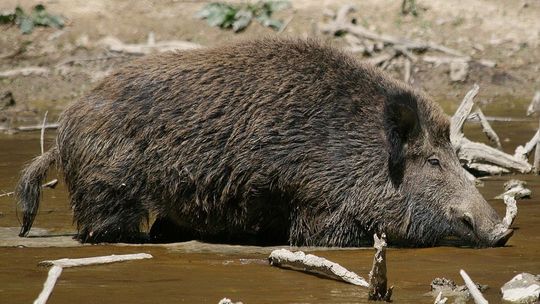 Kolejny odstrzelony dzik z przeciwciałami ASF. Istnieje zagrożenie?