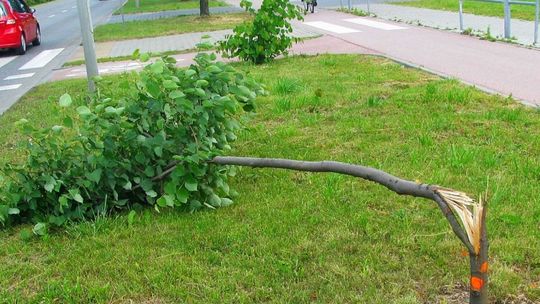Kolejny raz wandale zniszczyli młode drzewka