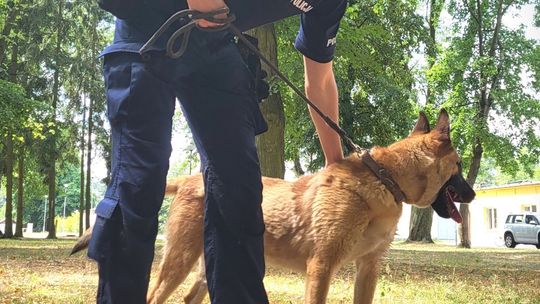 Komenda Miejska Policji w Radomiu z kolejnym zwierzęciem służbowym. Kupiono rocznego psa