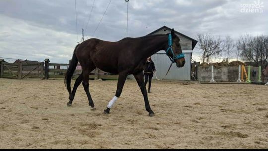Koń uciekinier odnaleziony