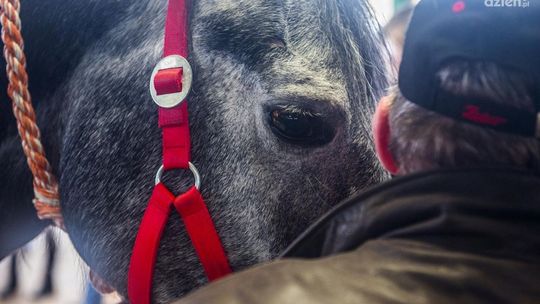 Koń utknął w kanale samochodowym