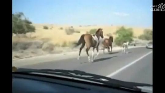 Konie w długiej trasie