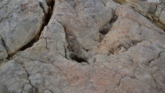 Konserwują ślady dinozaurów