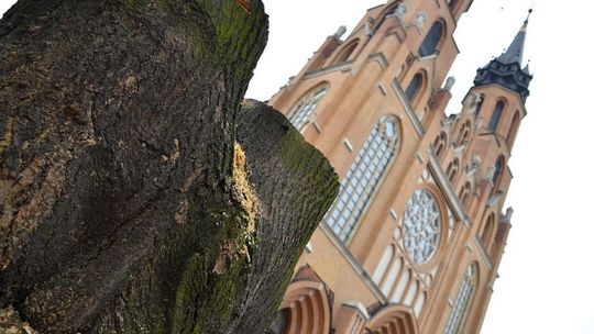 Kontrowersyjna wycinka drzew w centrum Radomia