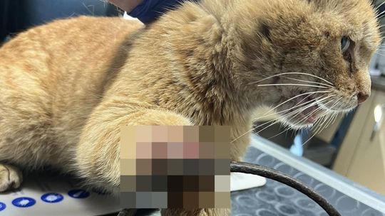 Kot wpadł we sidła kłusownicze. Konieczna była amputacja łapki