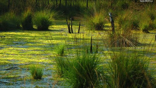 Kowala. Kobieta ugrzęzła w trzęsawisku 