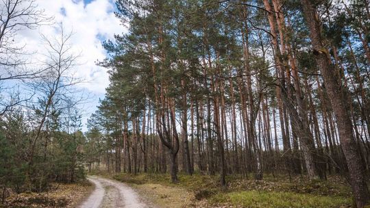 Kradzieże w lasach Kradzieże w lasach