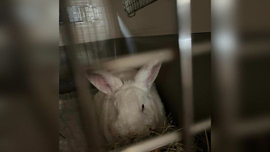 Królik przetrzymywany bez dostępu do światła, pożywienia i wody