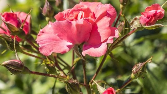 Królowa Magicznych Ogrodów