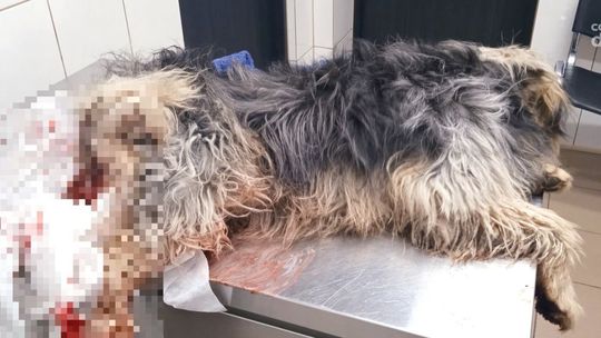 Kto postrzelił psa na osiedlu Młodzianów?