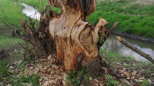 Kto zniszczył tamę na Mlecznej?