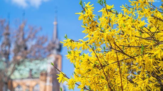 Które miasto zostanie Polską Stolicą Recyklingu?