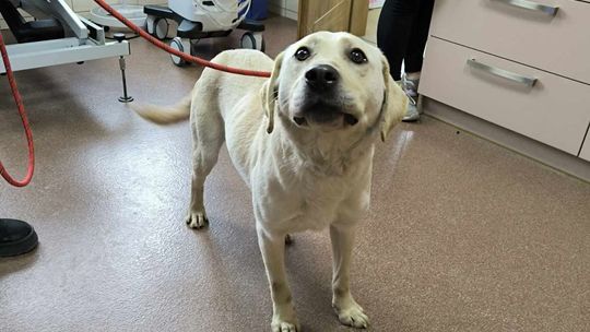 Ktoś drastycznie wykastrował labradora. Trwają poszukiwania sprawcy