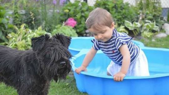 Ktoś zabrał psa spod szkoły?