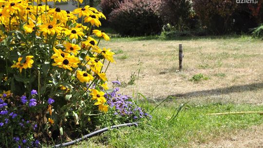Kwiaty podlewają, a trawa usycha!