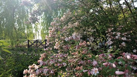 Kwitnące Magiczne Ogrody