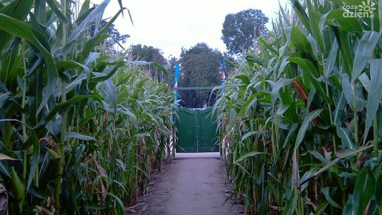 Labirynt w kukurydzy, bizony i pałac - Kurozwęki zapraszają