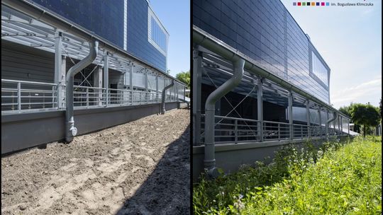 Łąka kwietna przy Kozienickim Domu Kultury [zdjęcia]